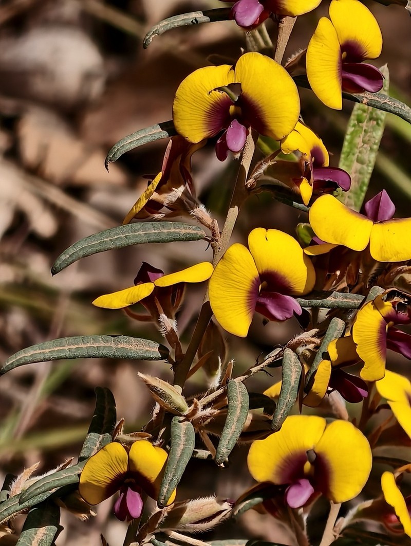 Bossiaea angustifolia photo 7