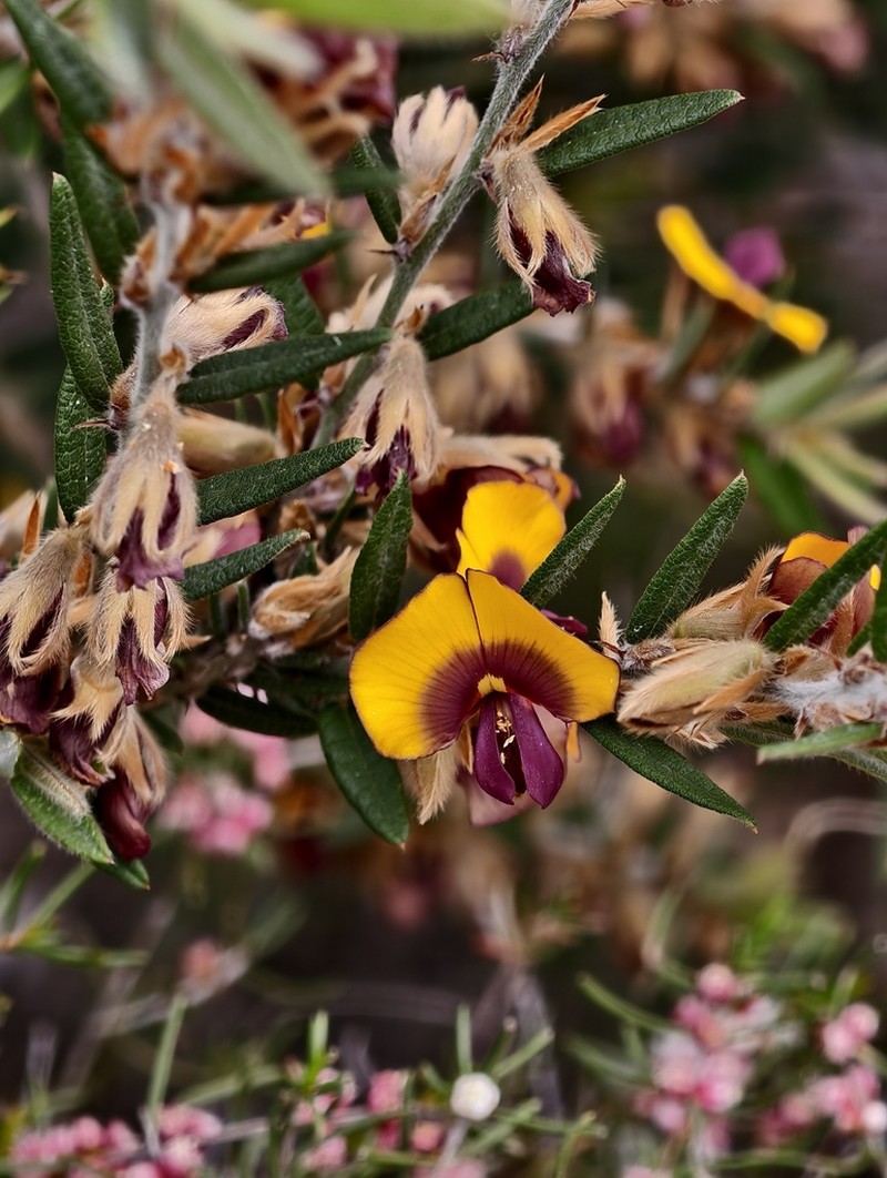 Bossiaea angustifolia photo 8