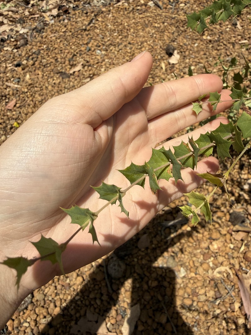 Bossiaea aquifolium subsp. aquifolium photo 2