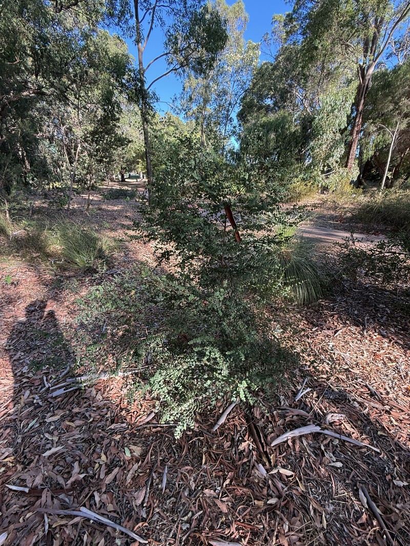 Bossiaea aquifolium subsp. aquifolium photo 3