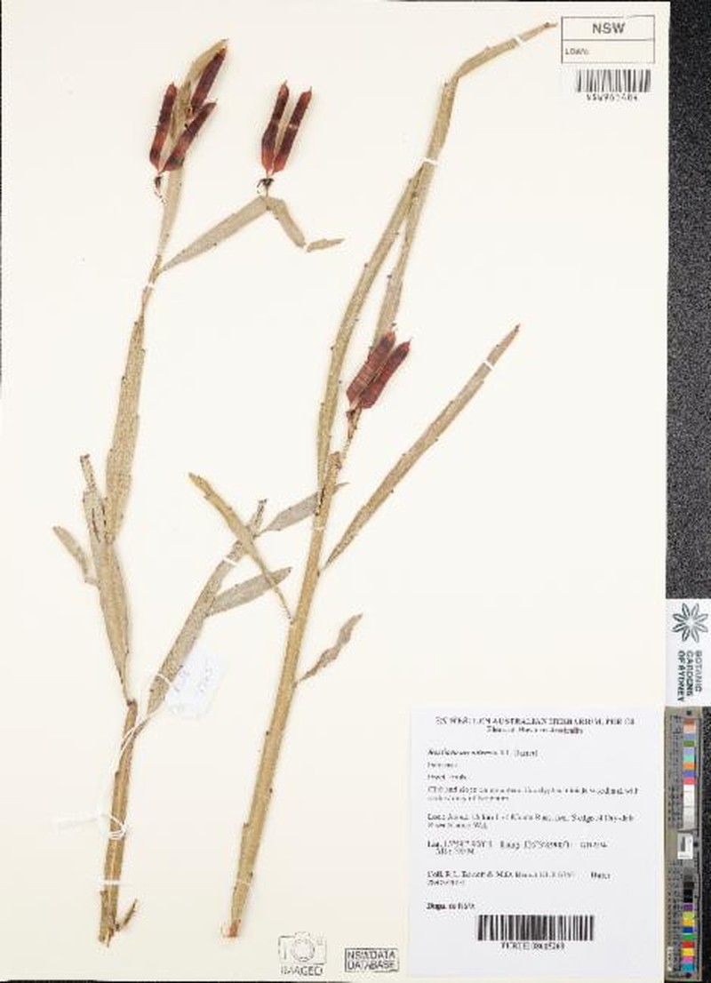 Bossiaea arenitensis