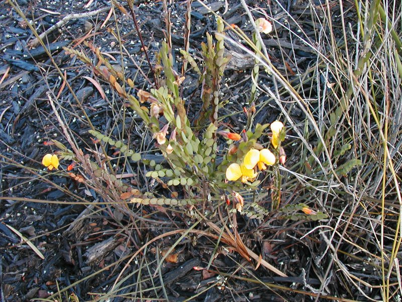 Bossiaea buifolia