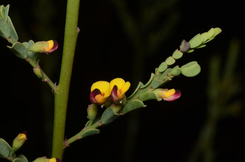 Bossiaea concolor