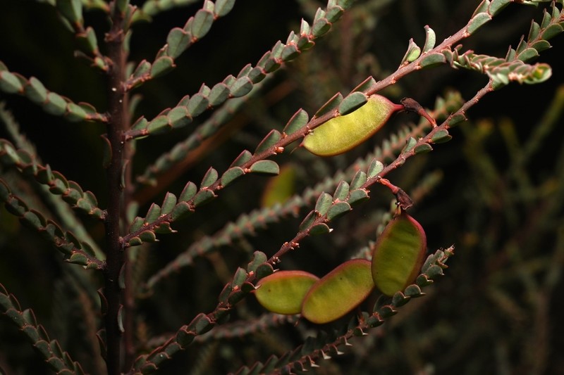 Bossiaea concolor photo 2