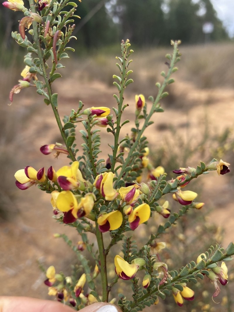 Bossiaea concolor photo 3