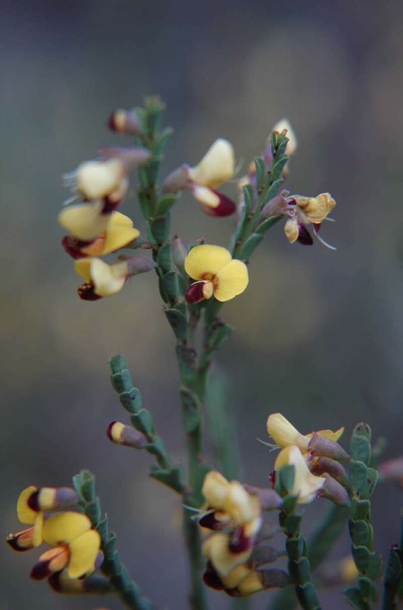 Bossiaea concolor photo 4