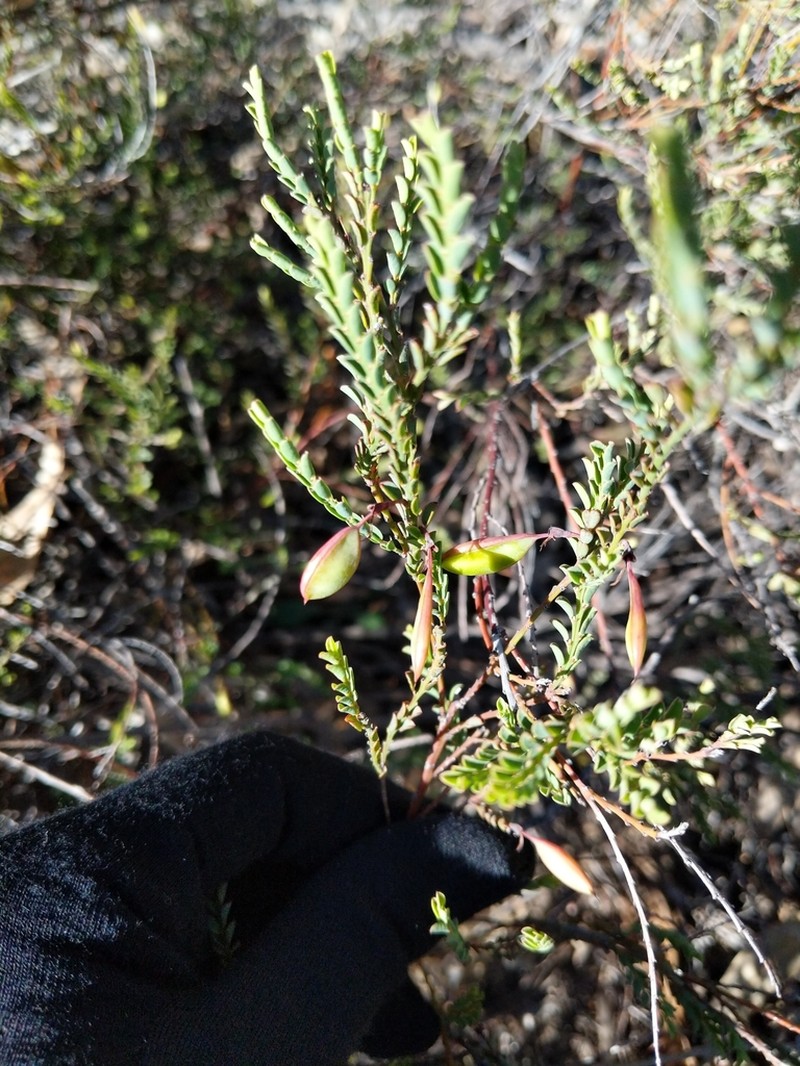 Bossiaea concolor photo 5