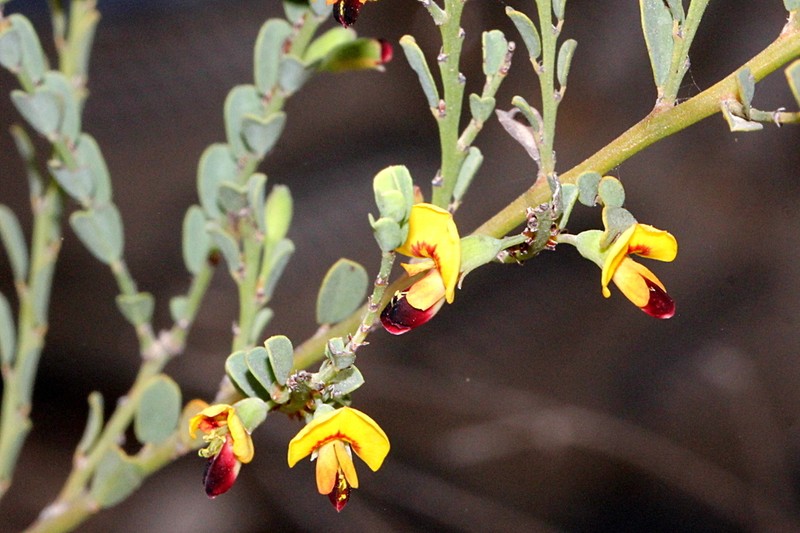 Bossiaea concolor photo 6