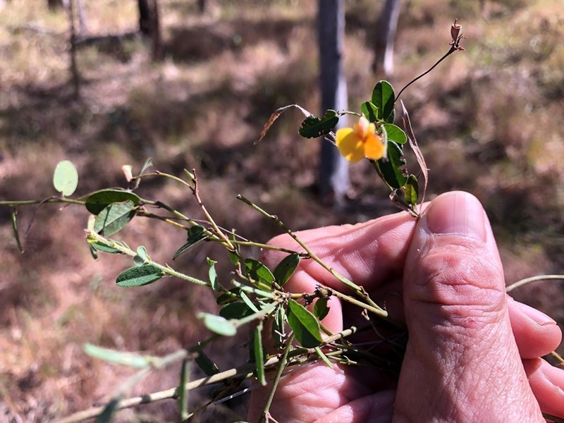 Bossiaea dasycarpa