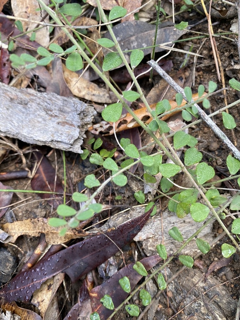Bossiaea dasycarpa photo 2