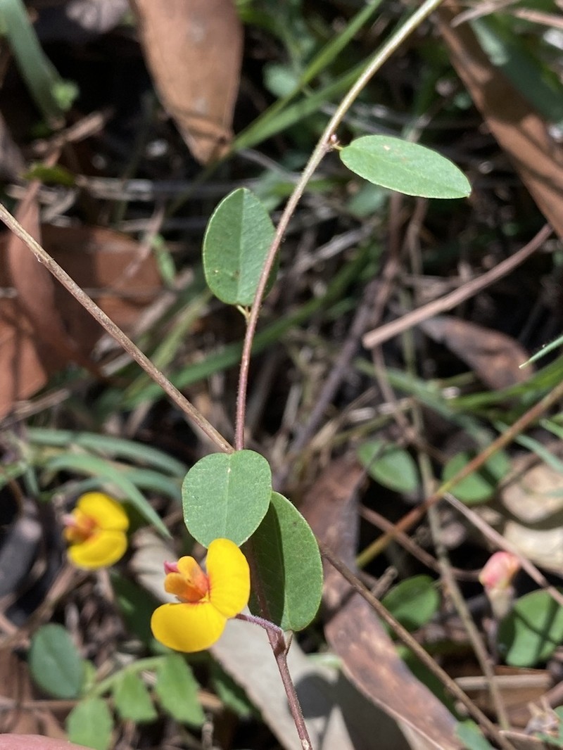 Bossiaea dasycarpa photo 3