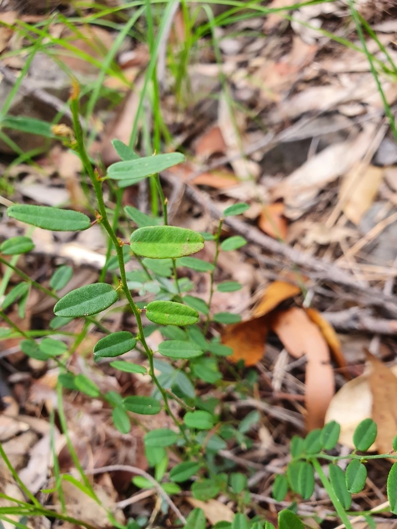 Bossiaea dasycarpa photo 4