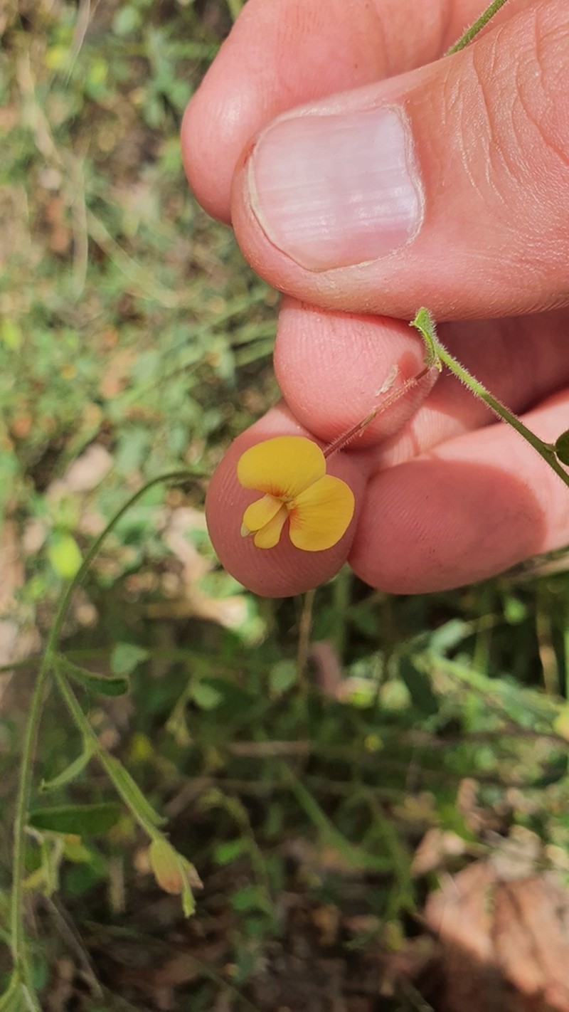 Bossiaea dasycarpa photo 5