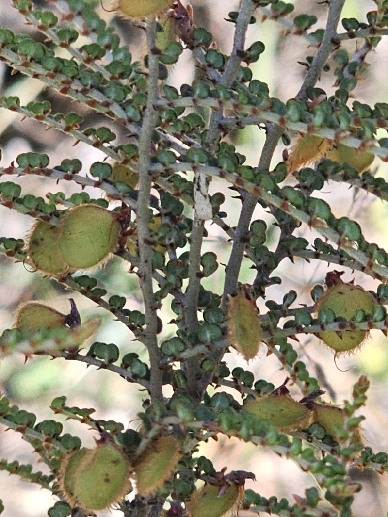 Bossiaea distichoclada