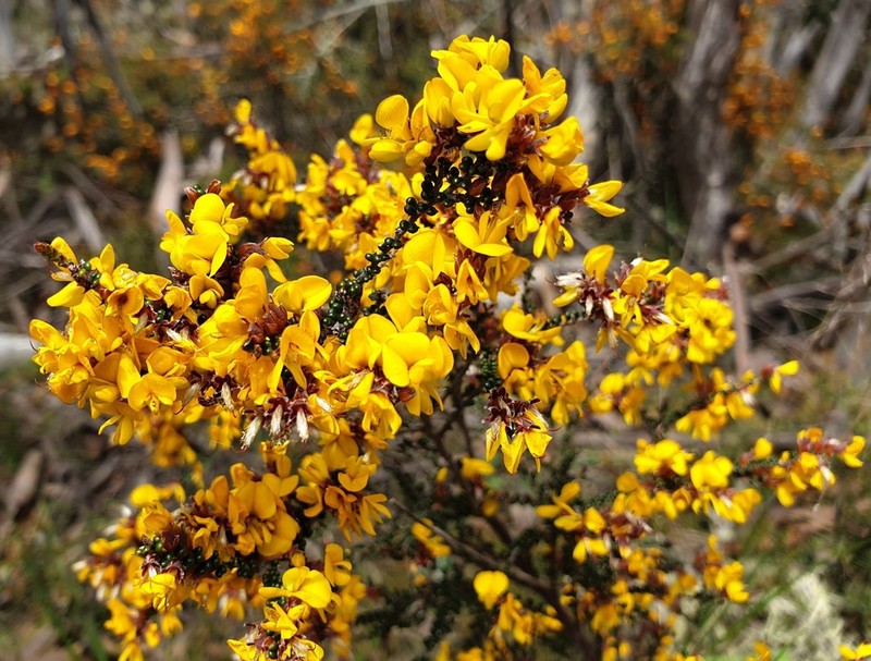 Bossiaea distichoclada photo 2
