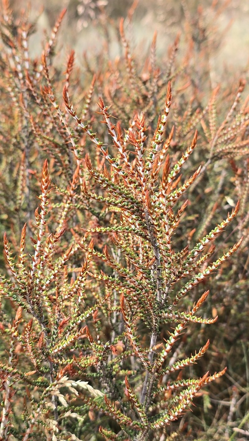 Bossiaea distichoclada photo 3
