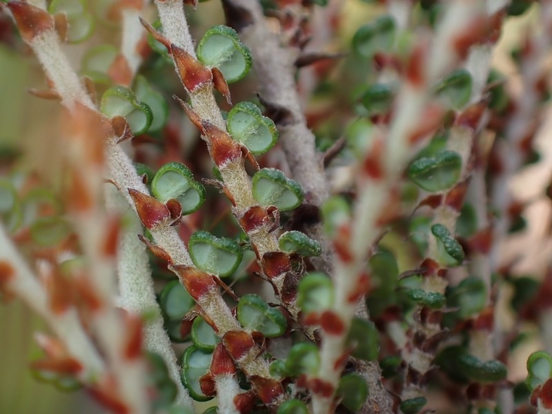 Bossiaea distichoclada photo 4