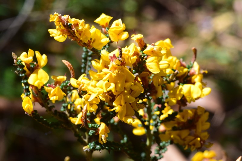 Bossiaea distichoclada photo 5
