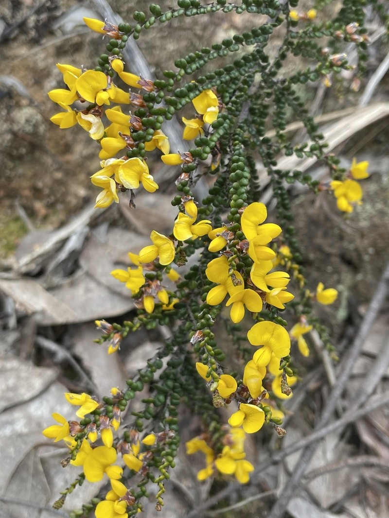 Bossiaea distichoclada photo 6
