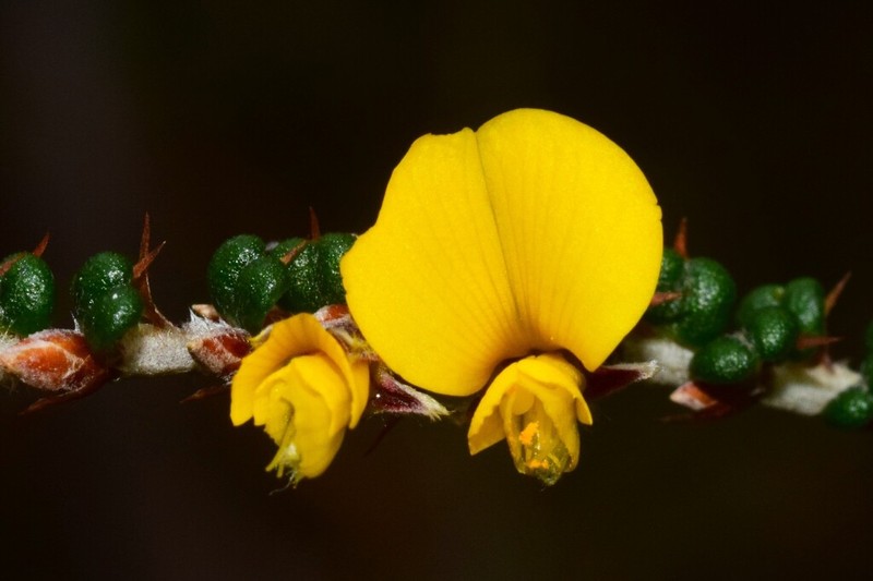 Bossiaea distichoclada photo 8