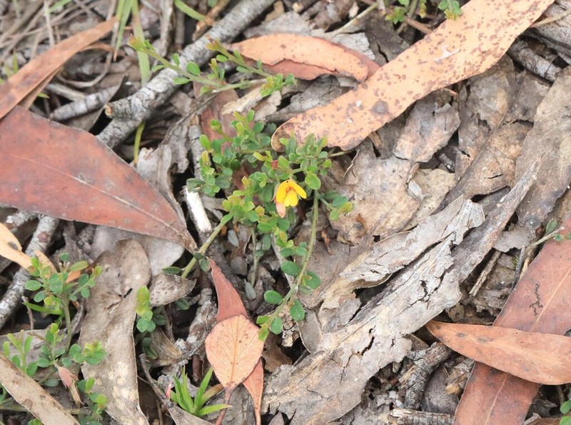 Bossiaea obovata photo 2