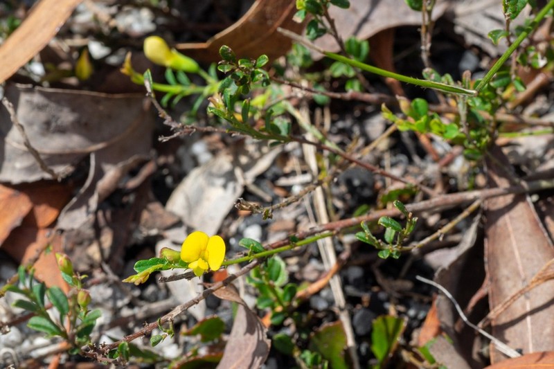 Bossiaea obovata photo 3