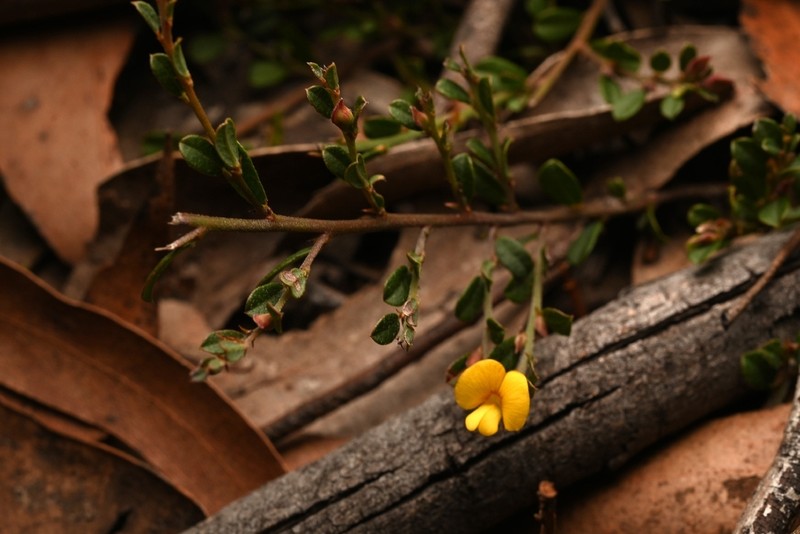 Bossiaea obovata photo 4