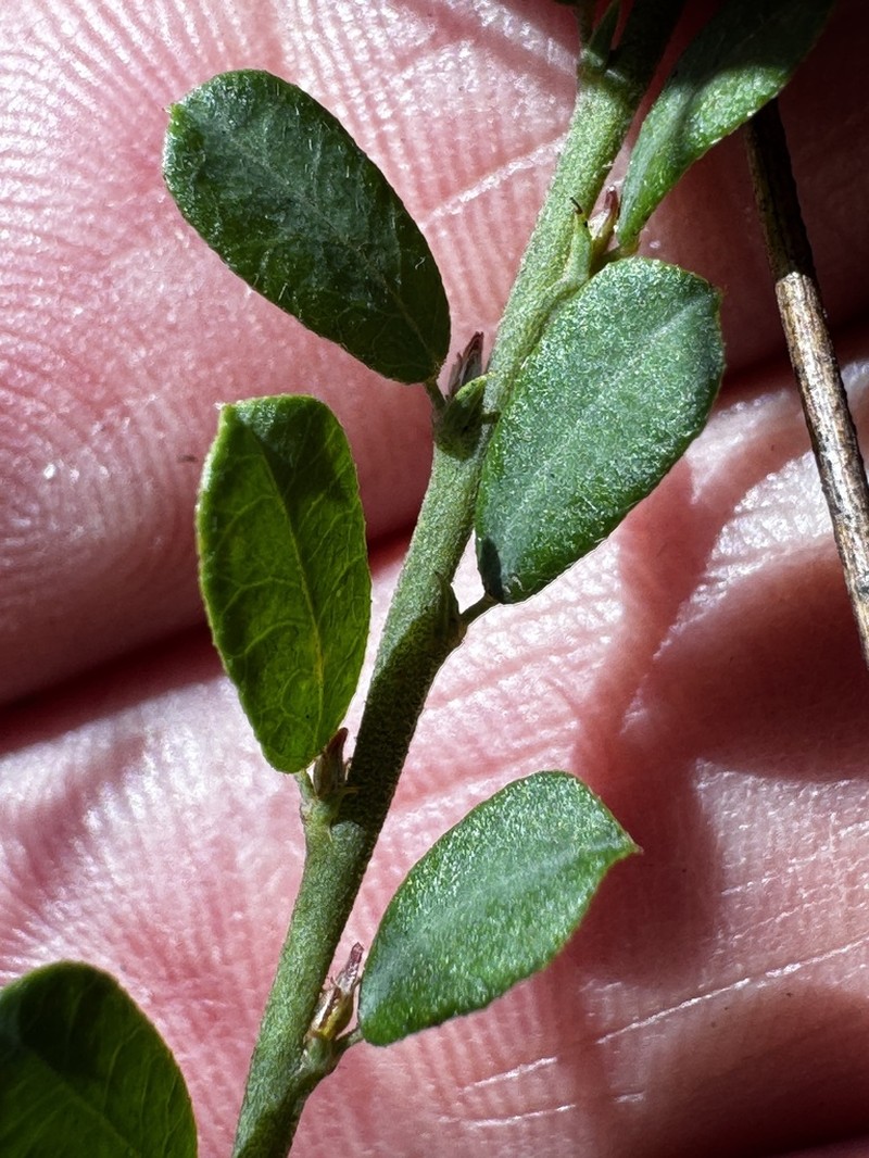 Bossiaea obovata photo 5