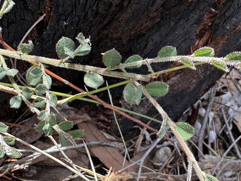 Bossiaea obovata photo 6