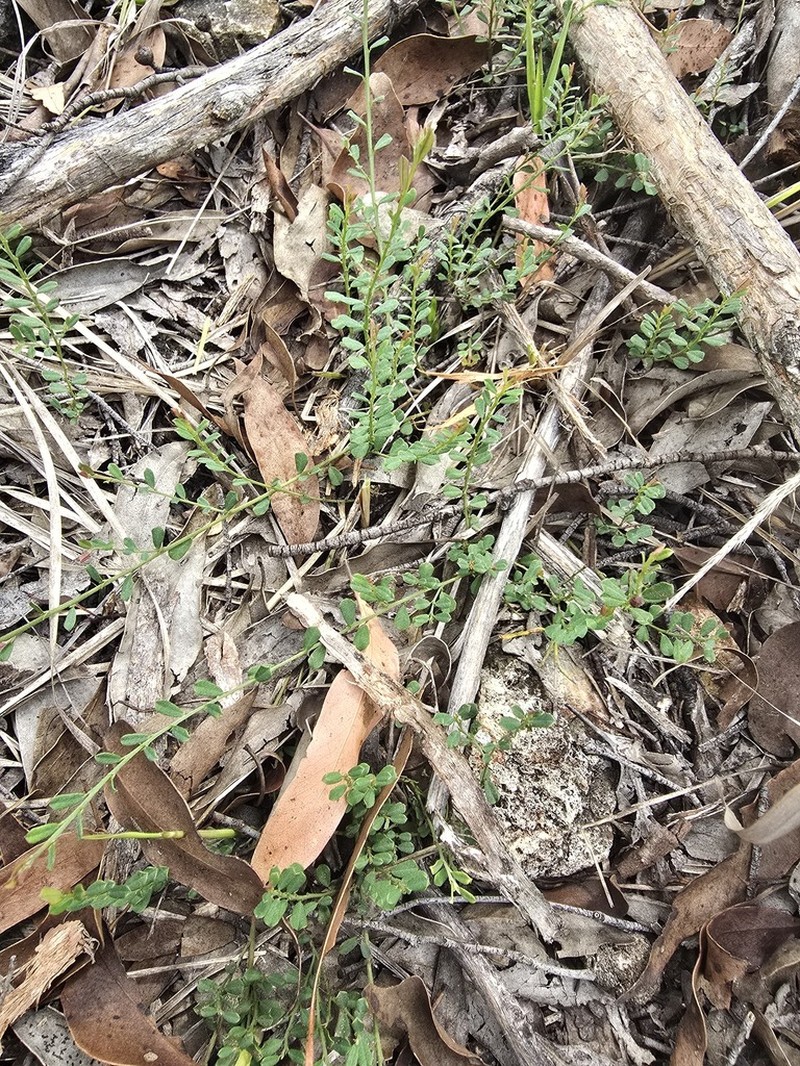 Bossiaea obovata photo 7