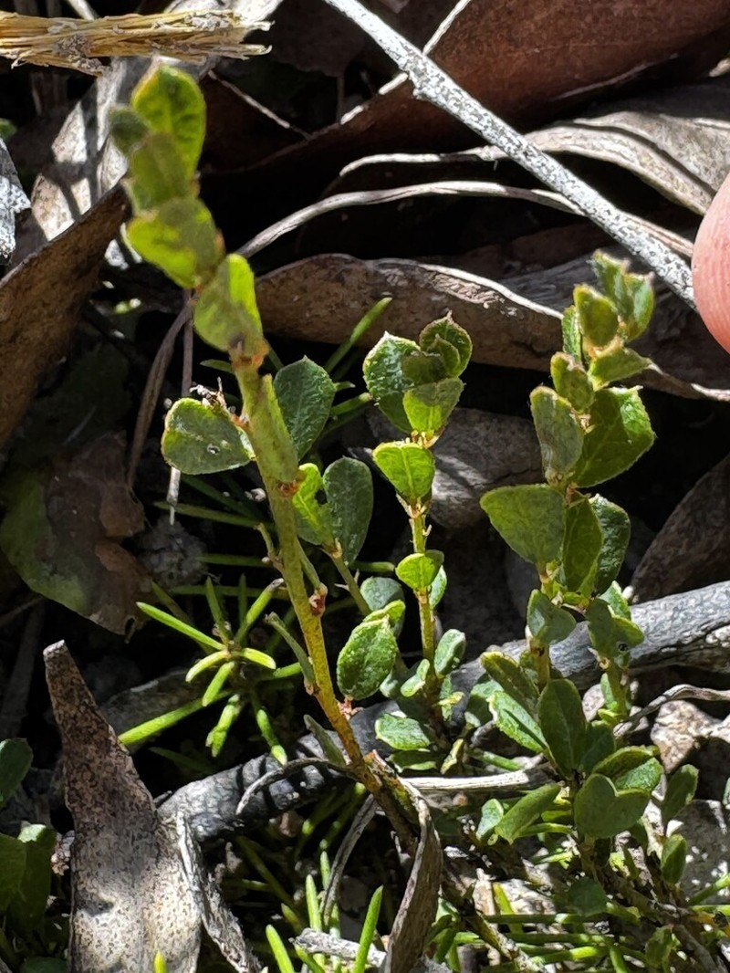 Bossiaea obovata photo 8