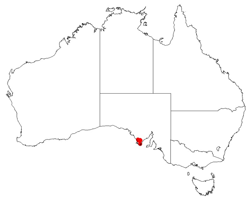 Bossiaea peninsularis