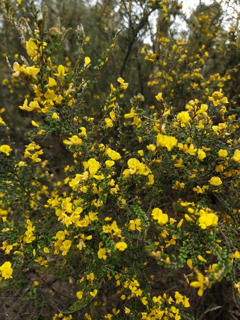 Bossiaea sericea