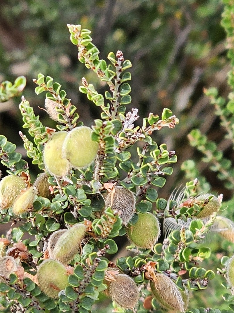 Bossiaea sericea photo 2
