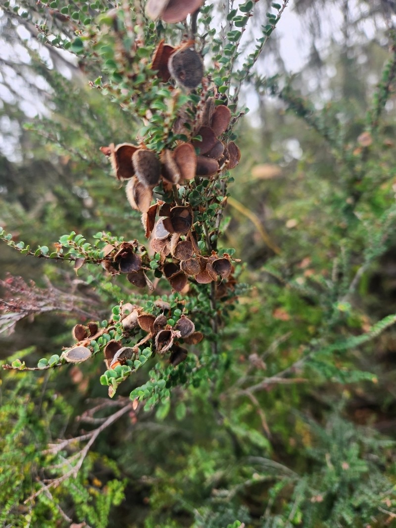 Bossiaea sericea photo 3