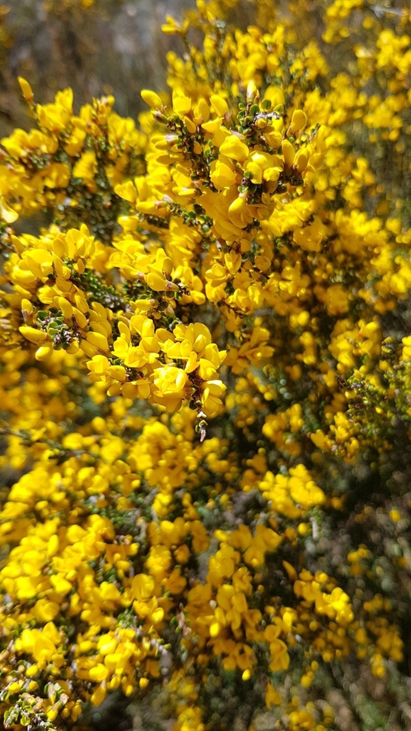 Bossiaea sericea photo 4