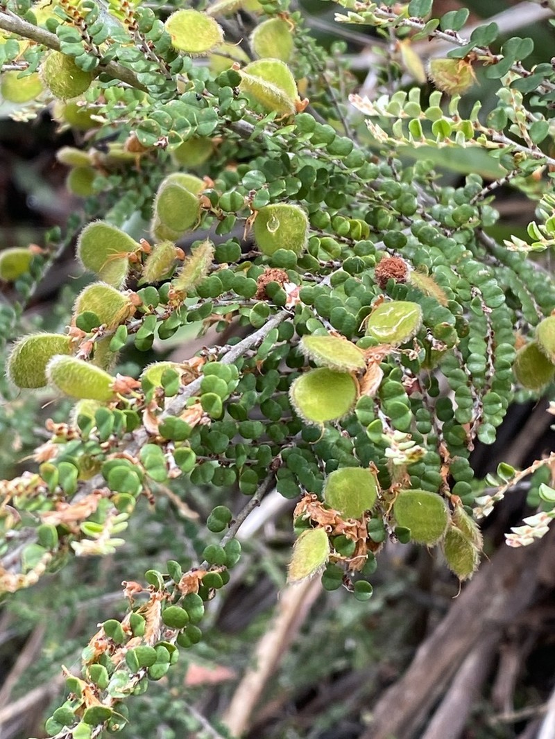 Bossiaea sericea photo 5