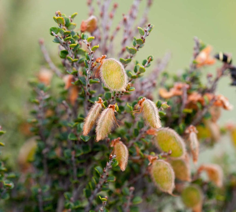 Bossiaea sericea photo 6