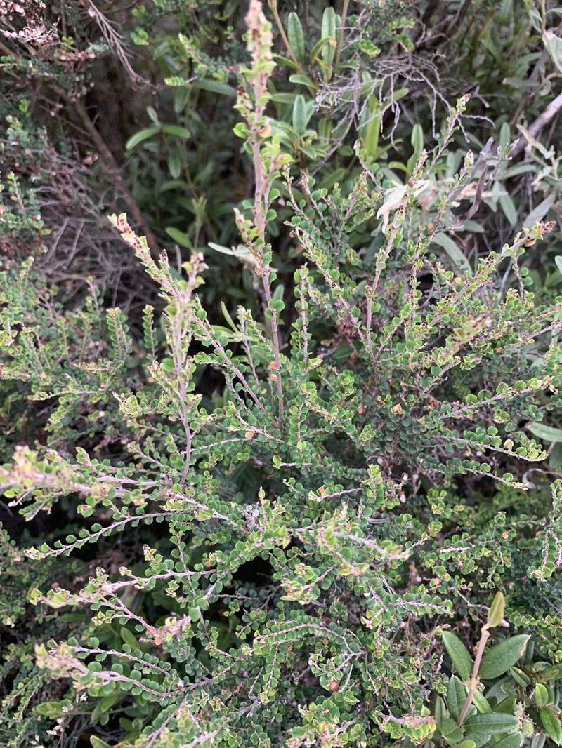 Bossiaea sericea photo 7