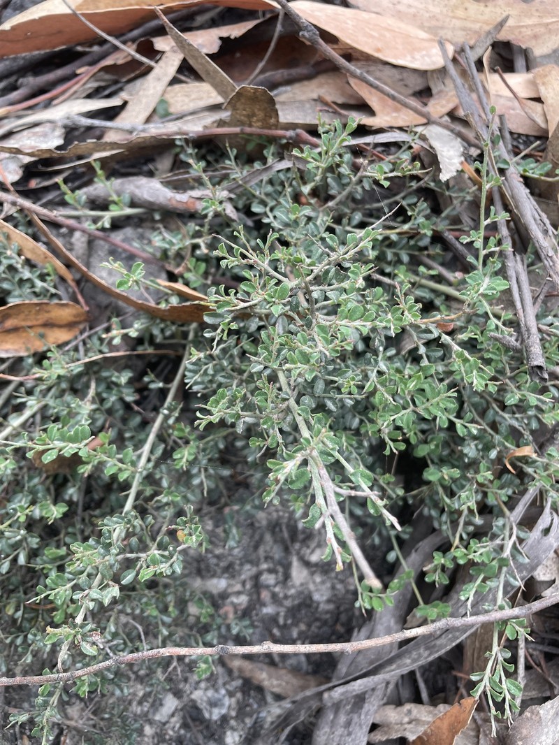 Bossiaea tasmanica photo 3