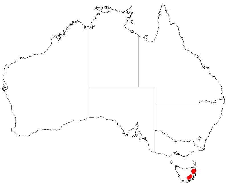 Bossiaea tasmanica