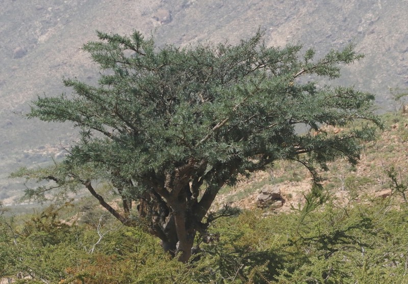 Boswellia asplenifolia