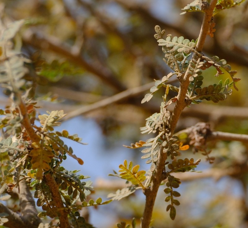 Boswellia asplenifolia photo 2