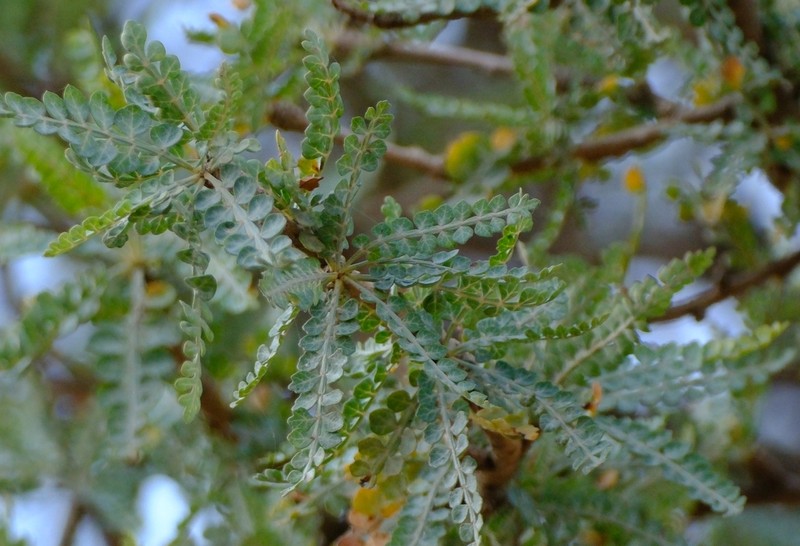 Boswellia asplenifolia photo 3