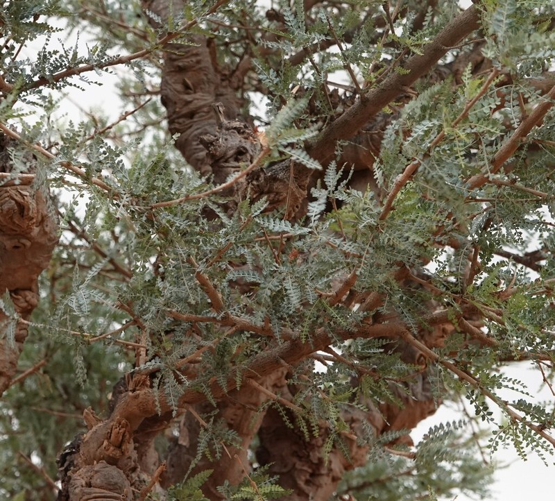 Boswellia asplenifolia photo 4