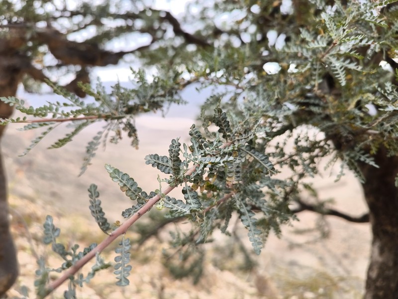 Boswellia asplenifolia photo 5