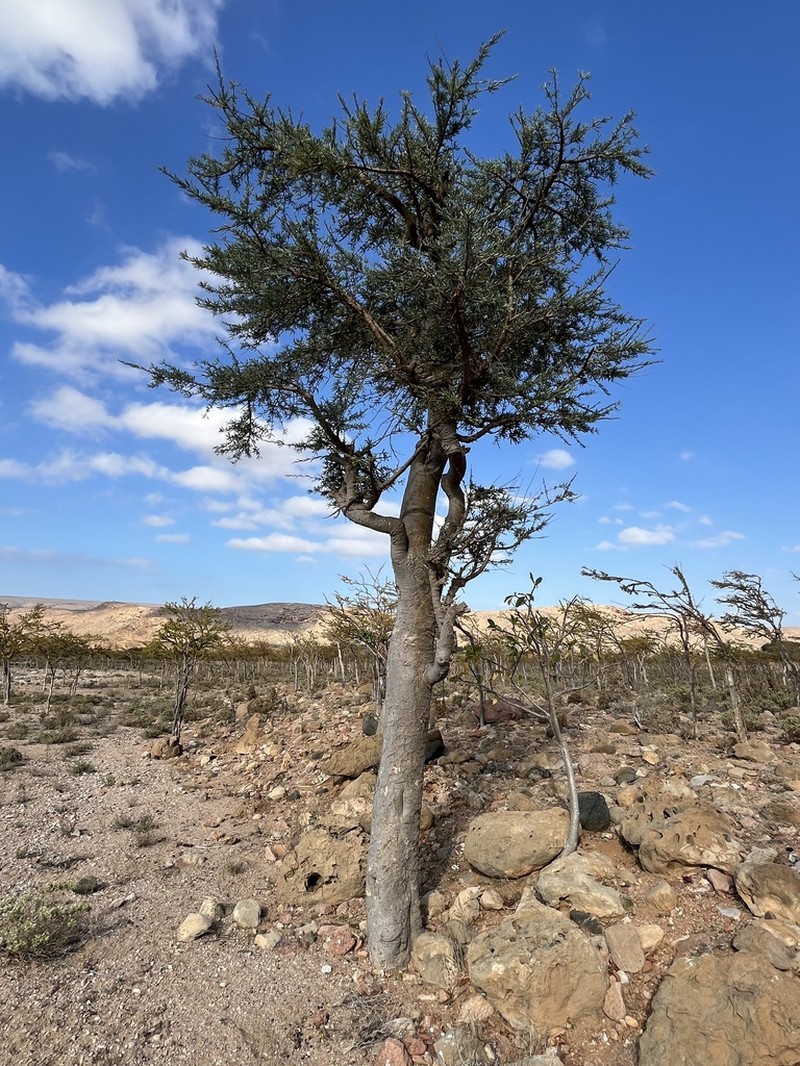 Boswellia asplenifolia photo 6