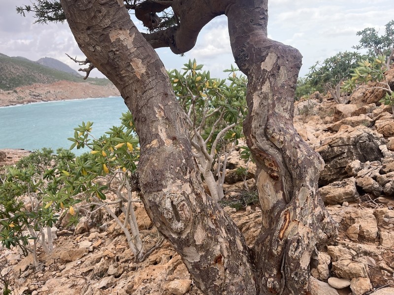 Boswellia asplenifolia photo 7