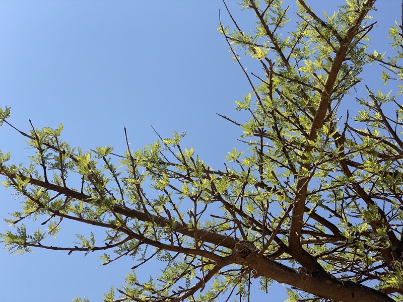Boswellia asplenifolia photo 8