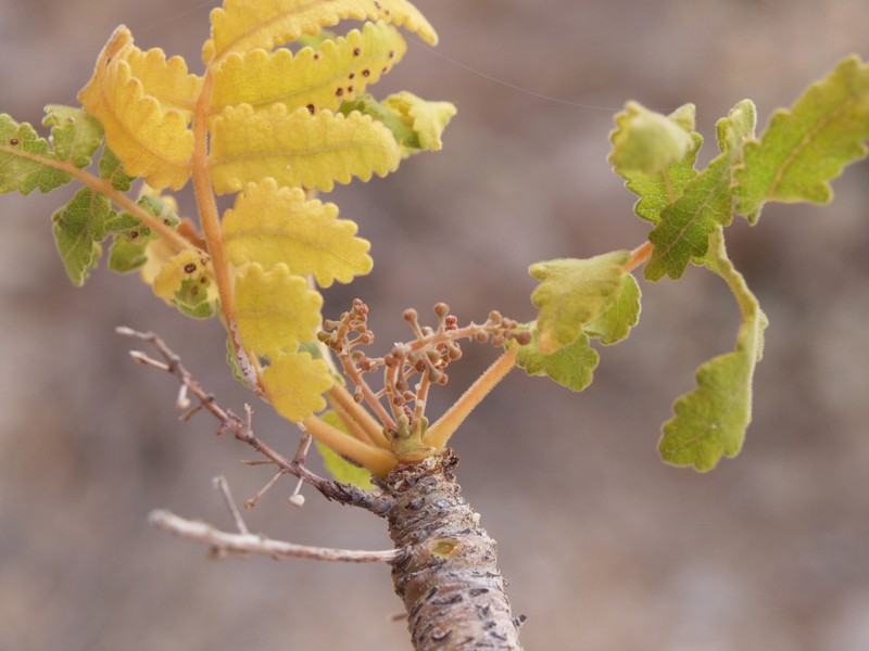 Boswellia samhaensis photo 2